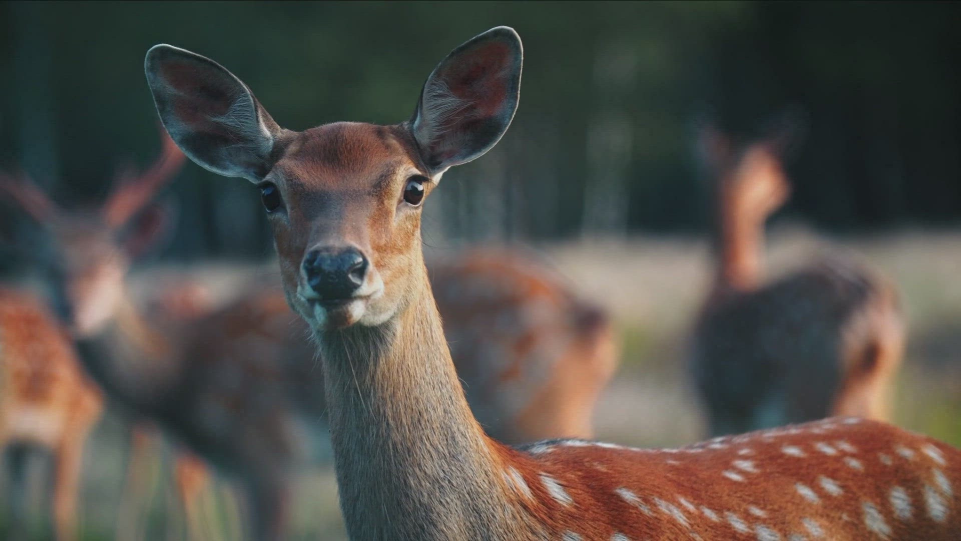 DEC proposes new rules to streamline deer hunting in New York
