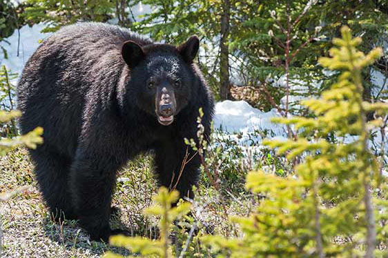 How to behave if you see a bear
